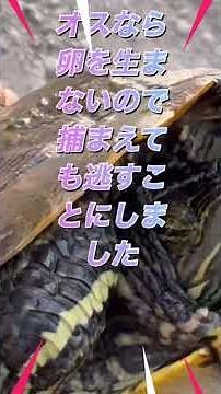 ミドリガメをなぜ外来種なのに逃すのか、それは効率よく減らすため法律に違反しない方法で。 #アウトドア #ミシシッピアカミミガメ #ミドリガメ #条件付き特定外来生物