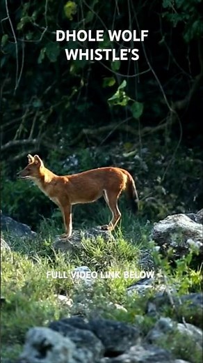 They Don’t Bark… They Whistle! Meet the Dhole
