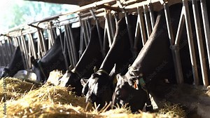 Cows Eating Hay, Farm Filled With Cows Eating Hay.
