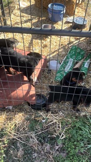 AKC Rottweiler Puppies Harrison AR (see AKC Marketplace) or Builtwell Rottweilers FB Born 1/11/26
