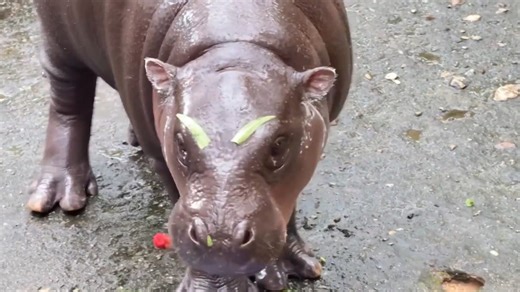 Angry Moo Deng? The famous pygmy hippo, Moo Deng, was munching on a tray of vegetables when her keeper gave her some new "eyebrows." | Argus Leader Media