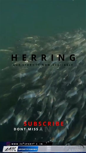 This Is How We Chased Down Herring Watch Our Documentary