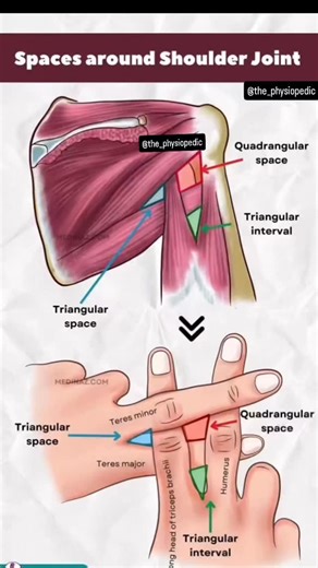 DR C P SHARMA (PT) on Instagram: "Spaces around shoulder joint and related muscles #usaphysiotherapist #banglorephysiotherapynetwork #mumbaiphysiotherapist #anatomy Dm for credit and remove"