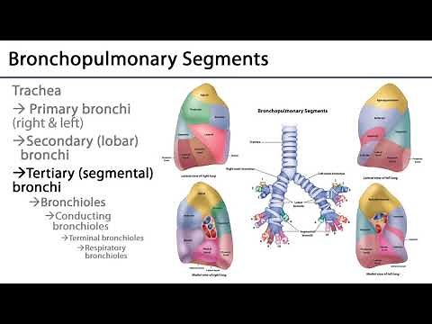 Lungs and Ventilation Pathway LO3 - Tracheobronchial Tree