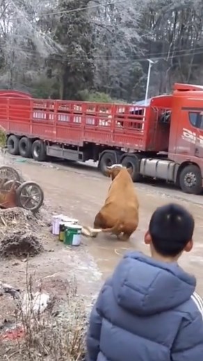 #funny😂😂😂😂video #cow #slipping #justfun #vet #fup #Dairyfarming #vetdrwahab154 #dontunderview #tiktokviralvideos #viral #video #unfreezemyacount #foryoupage #Dairyfarming #fupシ | Hamish