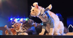 Would you like to see a video of a cat boy band? Of course, you would!