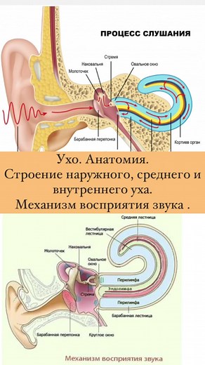 Анатомия уха: наружное, среднее и внутреннее строение