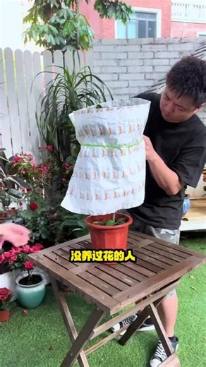 栀子花养法小技巧，你一定得知道#栀子花盆栽 #栀子花 #酸宝宝 #酸宝宝硫酸亚铁 #盆栽栀子花