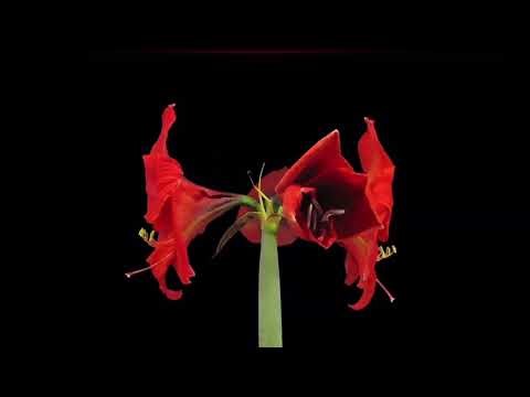 Younger men magnet subliminal (requested