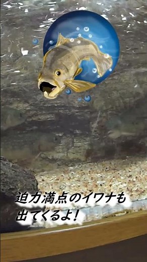 【日本淡水魚】アブラボテ（タナゴ）の魅力 #川魚#日本淡水魚#アクアリウム#水槽#飼育