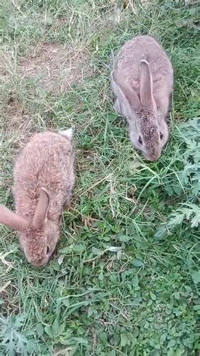 👉cute couples##stetus##rabbit##ytshortsvideo##