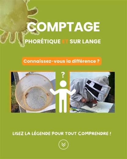 🐝 PHORÉTIQUE VS SUR LANGE : FAITES LA DIFFÉRENCE ! Pour surveiller la présence du Varroa, deux méthodes de comptage existent… mais elles ne mesurent pas la même chose ! 👇 Le comptage phorétique : ➡️ Il consiste à prélever un échantillon d’abeilles (généralement 300), puis à dénombrer les varroas présents directement sur leur corps. 🎯 Objectif : mesurer l’infestation active de la colonie à un instant T. 🗓️ Quand ? En saison, lors des visites régulières, ou pour adapter une stratégie de traite