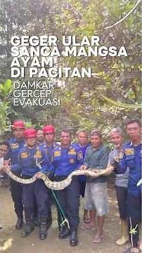 TENSIVE MOMENTS! A 3-Meter Giant Python Caught Eating a Chicken in Pacitan!