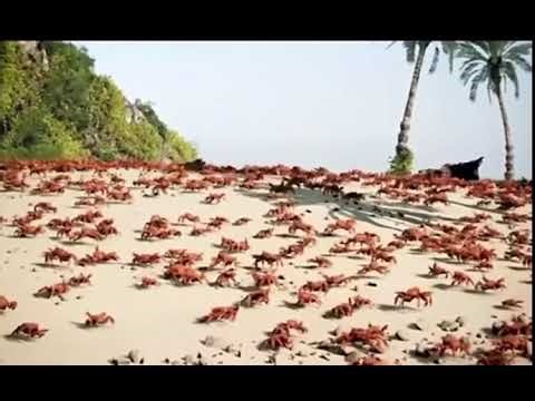 crab dance meme