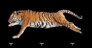 Tiger Runs Isolated Cyclic Animation Alpha Stock Footage Video (100% Royalty-free) 12357500 | Shutterstock