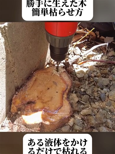 木の枯らせ方：庭木のDMYライフハック