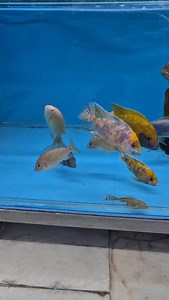 Cichlid - Altolamprologus Calvus (Gold) Cichlid - Cyphotilapia Frontosa (Black Widow) Cichlid - Malawi (Karışık) Cichlid - Ramirezi (German Blue) (Yerli Üretim) Garra Rufa (Panda) Japon (Oranda) Corydoras DAMIZLIK Corydoras Mellini [F0] Corydoras Panda (Tül) Corydoras Pigme (Pygmaeus) Corydoras Rabauti Corydoras Trilineatus Cüce Vatoz (L144 Düz Kuyruk) [Snow White] Cüce Vatoz (L144 Düz Kuyruk) [Snow White] [ÇİFT] Cüce Vatoz (Siyah Tül Kuyruk) Kelebek Vatoz (Borneo) [Caramel] (Türkiye'de İlk) [Ga