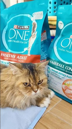 Purina One 🐈🍃 cat food is a favorite of my cats at home.