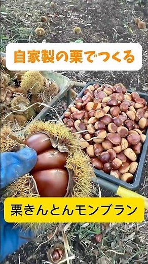 自家栽培の栗で丁寧に作った栗きんとんを、極細モンブランに仕上げました🌰どら焼きの土台に、白玉・スフレ・北海道産生クリームのハーモニー😊#モンブラン #函館ひとひら #和菓子