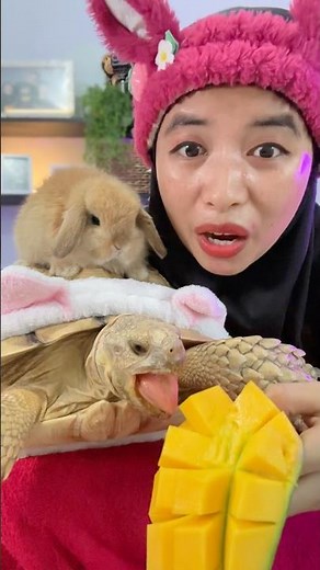 POV: Turtle Begging for Mangoes Like a Child 🤣#mukbang #sulcatatortoise #funnyanimals