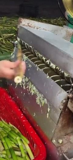 Amazing automatic peeling machine for fast and clean vegetable processing