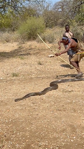 Hunting python is not simple task guys