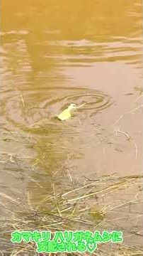 【昆虫観察シリーズ】ハリガネムシに支配されたカマキリ#ハリガネムシ#カマキリ#ハラビロカマキリ