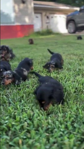 Cutest Dachshund Puppies Playing Ever!