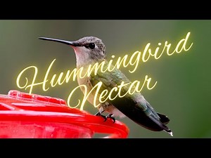 How To Mix Hummingbird Nectar With Granulated Sugar | Hummingbird Food