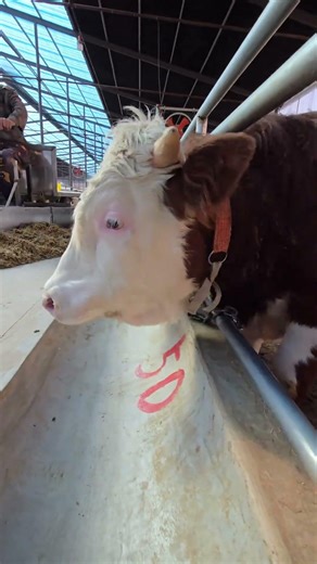 Cattle Breeding Basics: Essential Tips for Newcomers to Prosper in the Livestock Industry