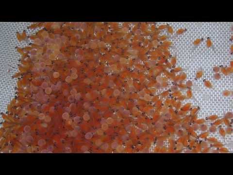 Forellen vom Ei bis zum Fisch