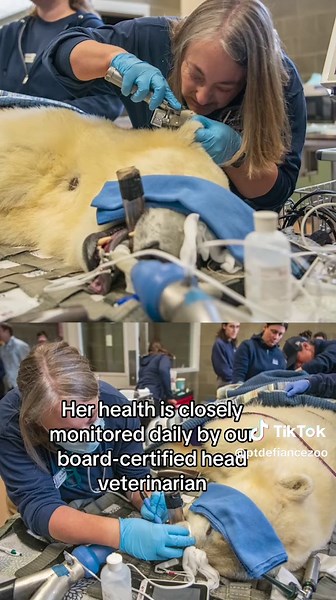 Learn more about our polar bears at pdza.org/PolarBearCare 🐻‍❄️