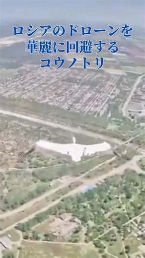 ロシア軍ドローンを華麗に回避するコウノトリ #stork