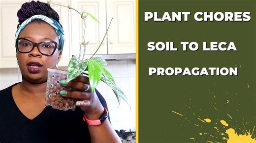 Plant Chores: Propagations and Soil-to-LECA Conversions | The LECA Queen