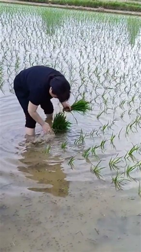 Mastering Manual Rice Transplanting Tools
