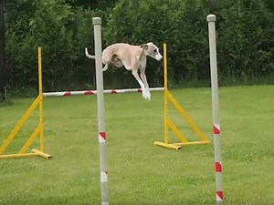 Parcours d'Agility pour des Whippet (vidéo)