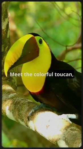 What Animals Live in Rainforests? Jungle Wildlife Explained!