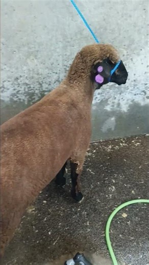 Nothing like unplanned washing - result of too much feed for too few sheep