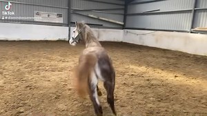 Clifden Silver Connemara Stallion Yearling seeks new home, well handled Colt. Will grey out. Out of a Rathcoona Cove x Wings of Victory mare. N/N for HWSD. Tel:086-3244077 Priscilla Diamond | Diamond's Equine Renvyle - The Connemara Pony National Stud