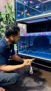 🦈 PAROON SHARKS – NOW AVAILABLE 🦈 We have just stocked beautiful 4–5 inch Paroon Sharks in our aquarium. These powerful freshwater predators are ideal for large tanks and monster fish setups, making a bold statement in any aquarium. Our Paroon Sharks feature: ✔️ Extremely active and strong swimming behavior ✔️ Healthy, well-acclimated specimens ✔️ Feeding aggressively and ready for fast growth ✔️ Excellent centerpiece fish for big aquariums 📞 Contact us to reserve: 0771858442 📍 Limited stock