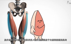 【艺用人体解剖】Proko（全集中字）5-6.1:股四头肌