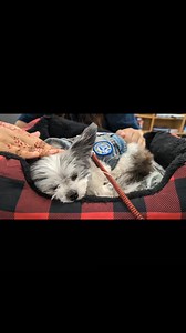 When it's the last day of school during your free period, and the therapy dog is in the library...well, you go to the library. Happy summer, everypawdy! Gadget will miss you all! | Gizmo's Frens