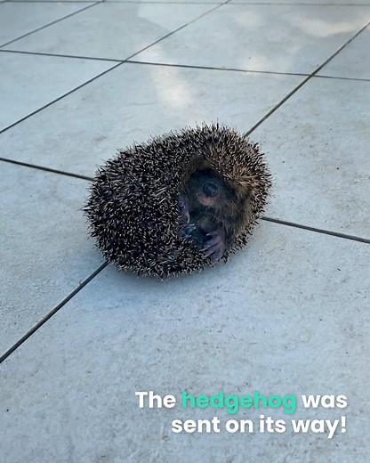 2.4M views · 10K reactions | This video captures the moment a brave young hedgehog who is rescued from drowning in a swimming pool! | Animal Antics | Facebook