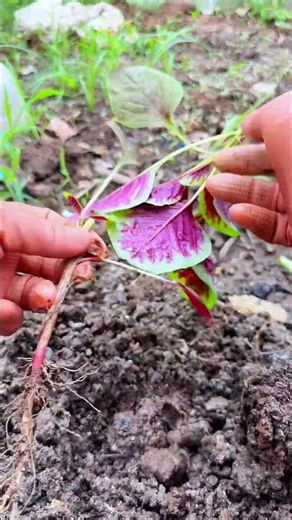 🌱🌿 Manual Transplanting and Soil Tamping for Young Seedlings #shorts
