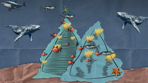 Seamounts: Hot Spots of Underwater Biodiversity | Karl Burkart