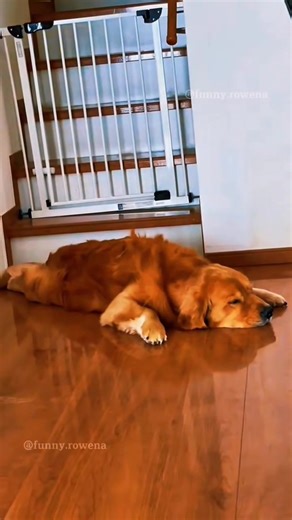 Dreaming dogs,🐶🥹🐕😘🥰😍 #dog #doglife #dogoftheday #doglover | Julio Dalina
