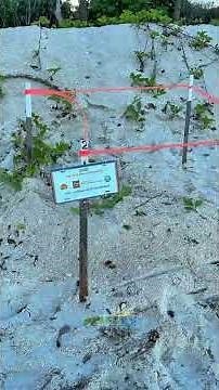 Loggerhead Sea Turtle Nest #2 at Delnor-Wiggins Pass State Park in Naples, FLorida | May 14, 2026￼
