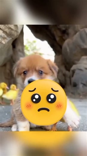 cloth mouse 😲 #facts #shorts #short #funny