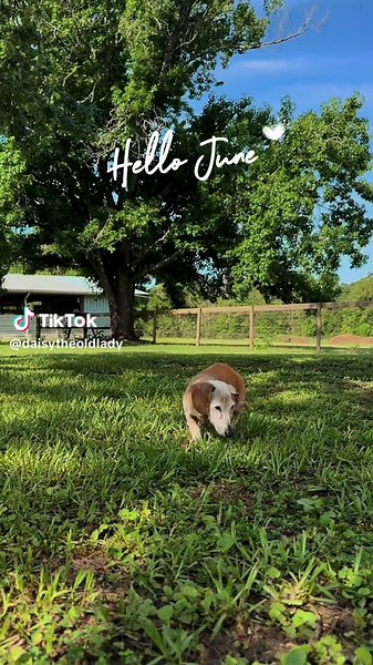 Caring for Senior Dogs: Tips for Happy Mornings