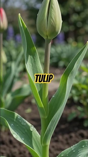 Tulip Flower Full Lifecycle, Time Lapse #Shorts